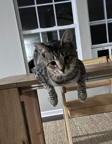 View Ballas the Cat Photo #2