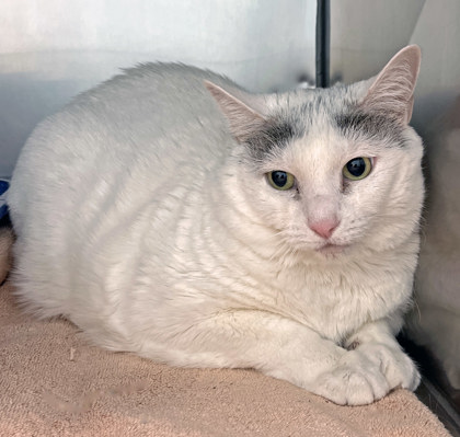 View Cha Cha the Cat Photo #2