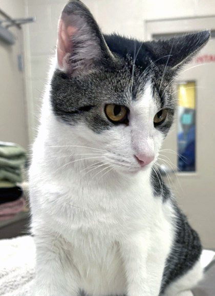 View Pleakley (at Smitten Kitten) the Cat Photo #2