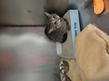 Help Rehome This Cat Cat
