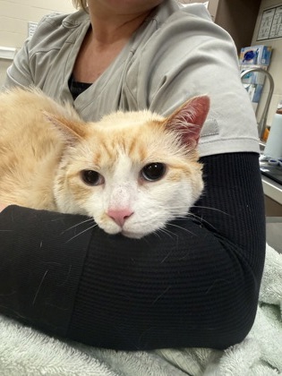 View Bronzie the Cat Photo #2