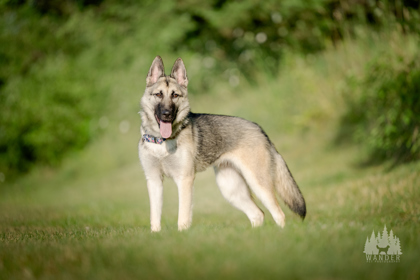 View Jovie the Dog Photo #2