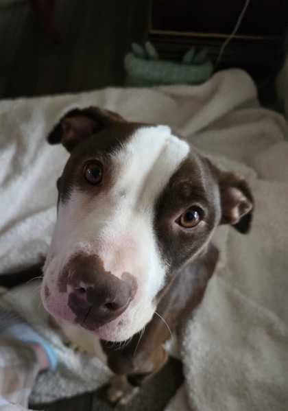 View Melody (in Foster) the Dog Photo #2