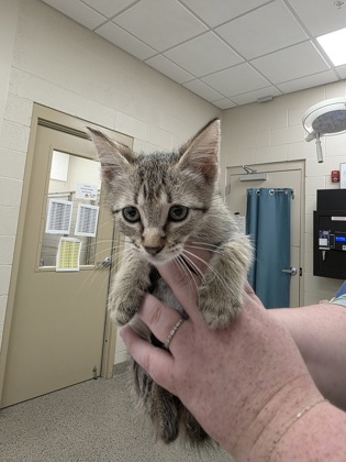 YIELD - Domestic Shorthair / Mix available for adoption