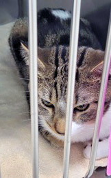 View Miguel the Cat Photo #2