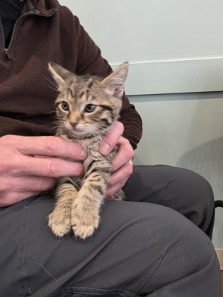 View Lions Mane the Cat Photo #1