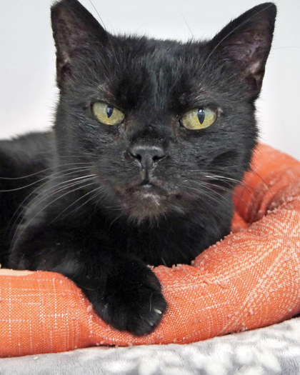 Learn More About Boo Bear Photo of Boo Bear