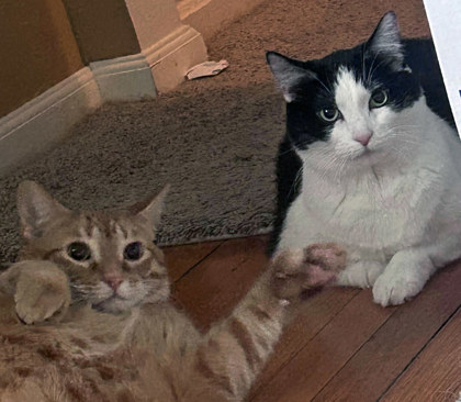 Learn More About Boogie (bonded To Malachi) In Foster Photo of Boogie (Bonded to Malachi) In Foster