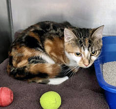 View Annie the Cat Photo #2