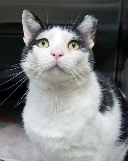 View Oreo Mcflurry the Cat Photo #2