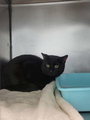 Help Rehome This Cat Cat