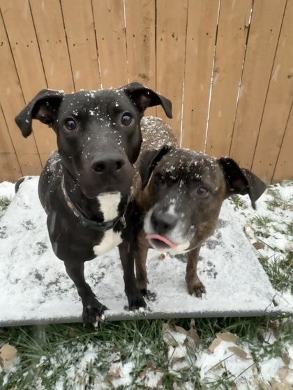 View Casey Jones the Dog Photo #2