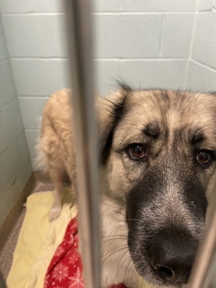 View Sheba the Dog Photo #1