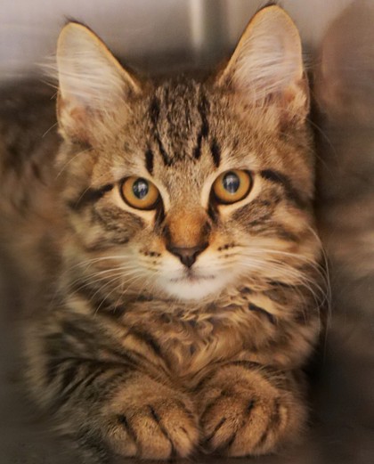 Learn More About Bolt Photo of Bolt