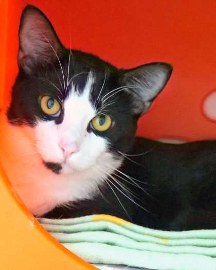Reginald - Cat