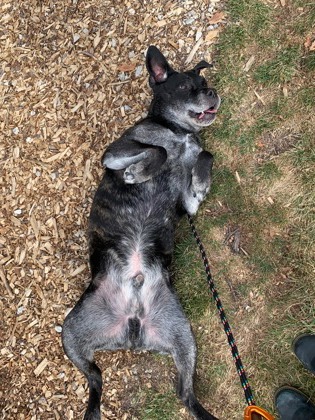 View Max the Dog Photo #1