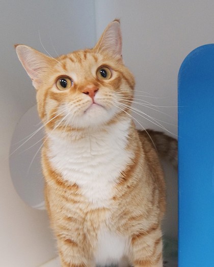 View Niles the Cat Photo #1