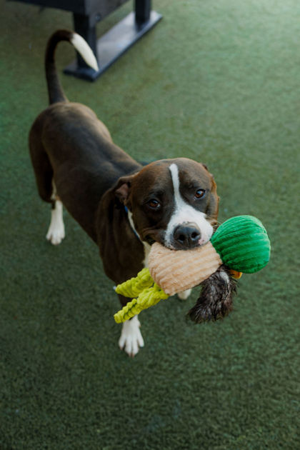 View Froggy the Dog Photo #2