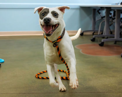 View Tate (in Foster) the Dog Photo #2