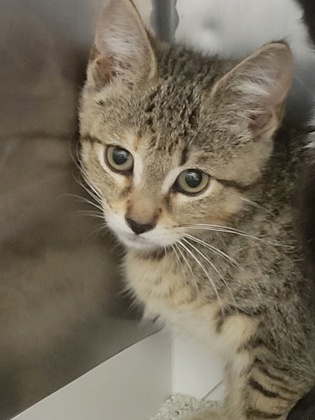 Help Rehome This Cat Cat
