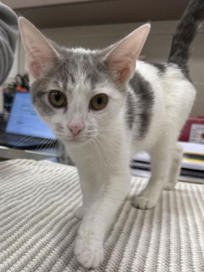 Help Rehome This Cat Cat