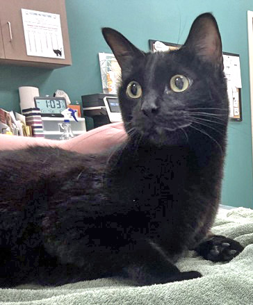 View Rufus the Cat Photo #2