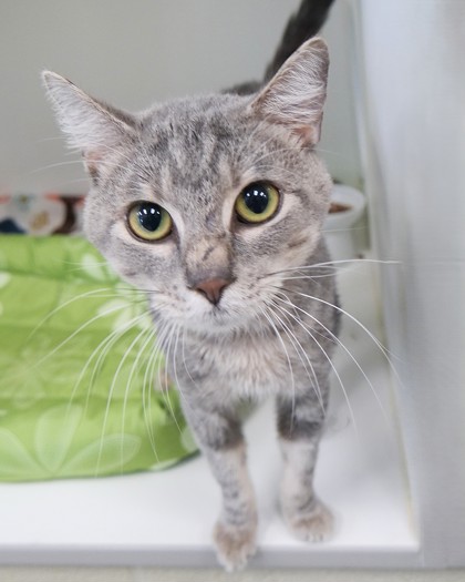 View Lance the Cat Photo #1