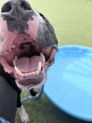 View Butterbean the Dog Photo #2