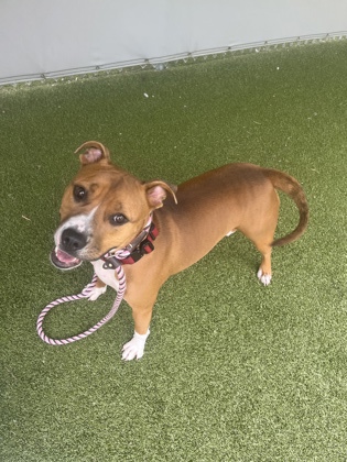 View Tiki the Dog Photo #2