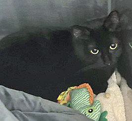 View Cayenne the Cat Photo #1