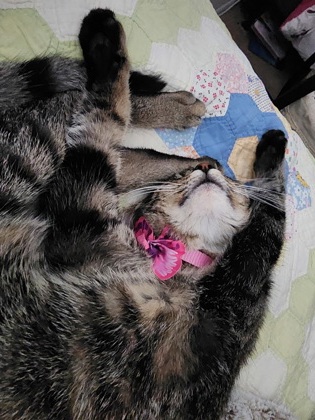 View Giggle the Cat Photo #3