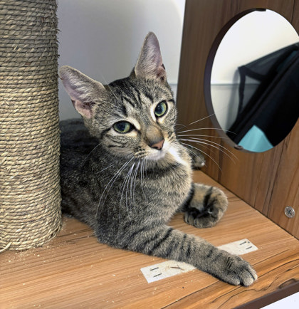 POOH BEAR - Domestic Medium Hair / Mix available for adoption