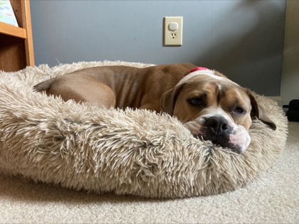 View Power (in Foster) the Dog Photo #1
