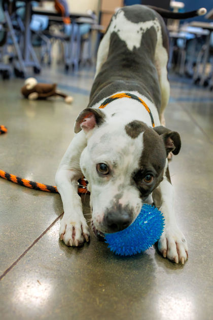 View Dolphin the Dog Photo #1