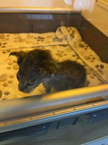 Help Rehome This Cat Cat
