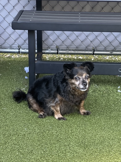 LuLu Marie (bonded with Noah)
