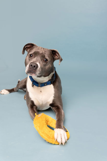 View Stella the Dog Photo #2