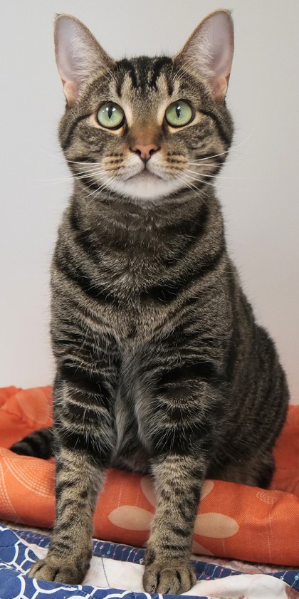 View Luci the Cat Photo #2