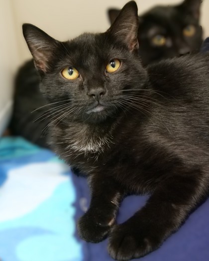 JOSEPHINE - Domestic Shorthair / Mix available for adoption