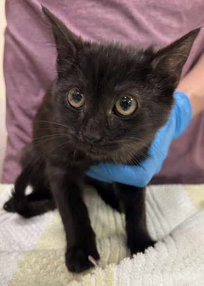 View Fireworks the Cat Photo #2