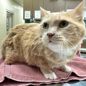 View Buffy (Bonded To Sparky)(at Smitten Kitten) the Cat Photo #2