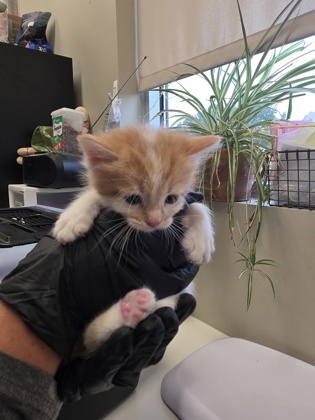 DURANGO - Domestic Longhair / Mix available for adoption