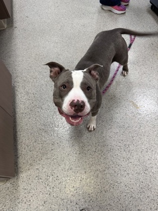 Learn More About Gracie Photo of Gracie