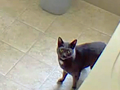 Learn More About Blue (in Foster)