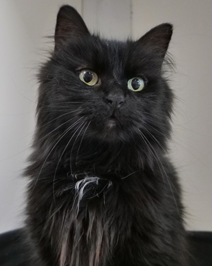Spooky (Bonded to Hook)  (at Smitten Kitten)