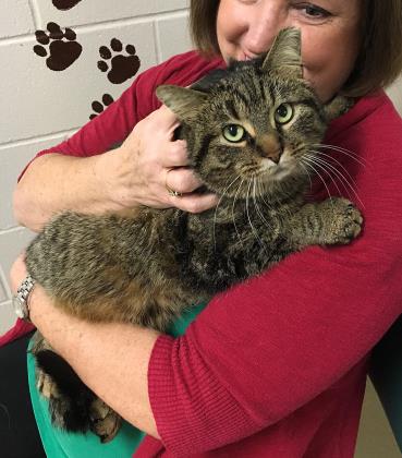 View Freya (in Foster) the Cat Photo #2