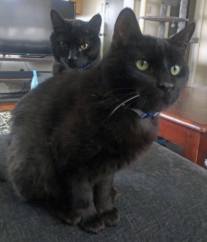 View Rudy (Bonded To Fatboy)(In Foster) the Cat Photo #1