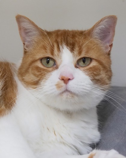 View Oliver the Cat Photo #2