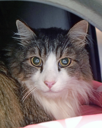 View Alfie (Bonded To Friskie) the Cat Photo #2