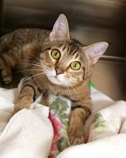 View Lady Penny the Cat Photo #1